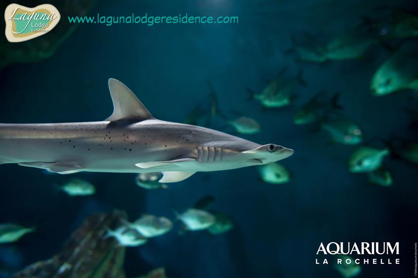 Haai Aquarium La Rochelle in der nahe von Laguna Lodge Résidence