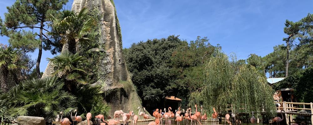 Flamingo's Zoo de la Palmyre dichtbij Laguna Lodge Résidence