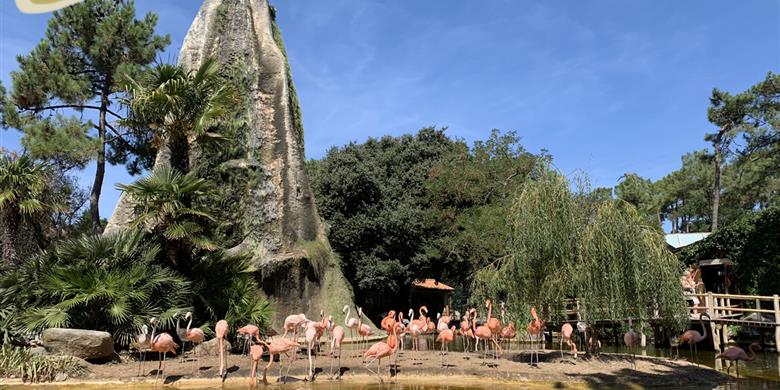 Flamingo's Zoo de la Palmyre dichtbij Laguna Lodge Résidence