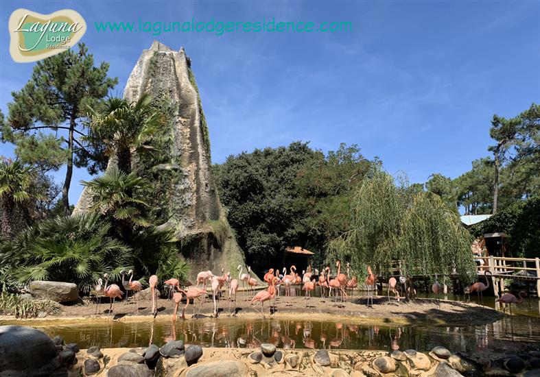 Flamingo's Zoo de la Palmyre dichtbij Laguna Lodge Résidence