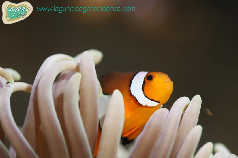 Clownvis Aquarium La Rochelle gezinnen met kinderen dichtbij Laguna Lodge Résidence