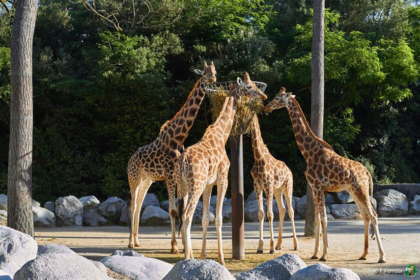 giraffe Zoo de la Palmyre in de buurt van Laguna Lodge Résidence