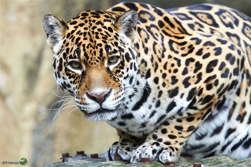 Jaguar Zoo de la Palmyre in de buurt van Laguna Lodge Résidence