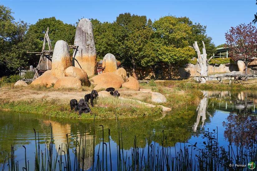 Groot apengebied Zoo de La Palmyre in de buurt van Laguna Lodge Résidence